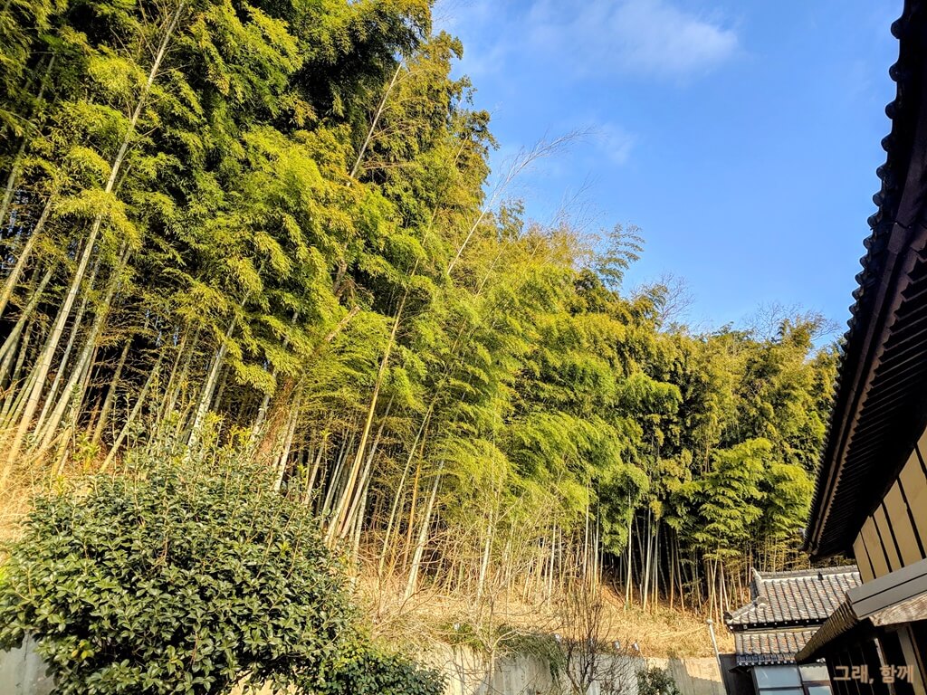 동국사 대나무숲