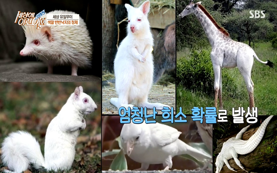 순간포착 세상에 이런일이.E1178.220504p-NEXT.mp4_20220504_173028.251.jpg