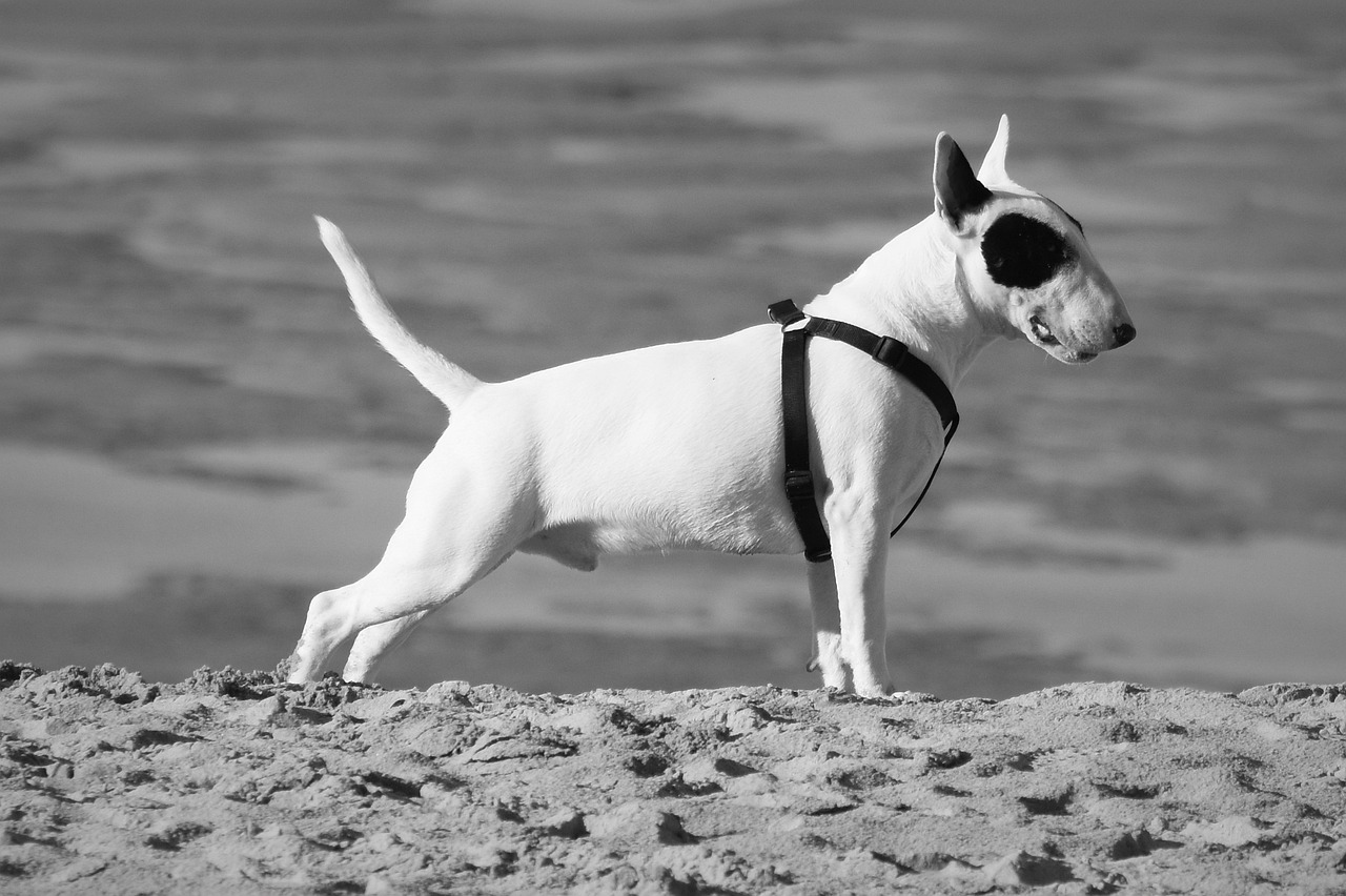 불 테리어(Bull Terrier)