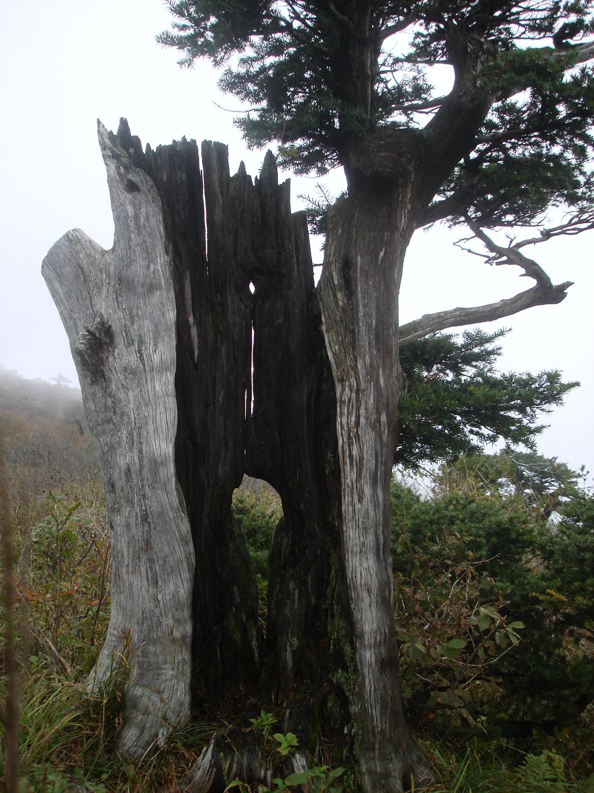 태백산 주목나무