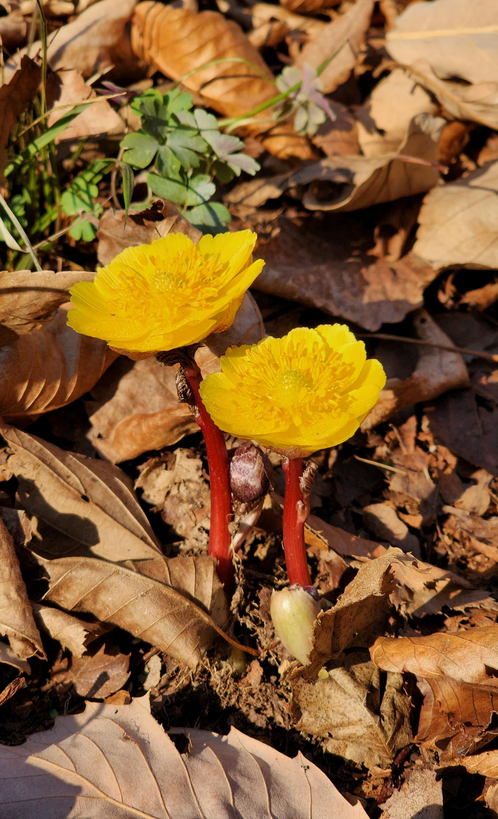 복수초(福壽草)