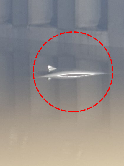  실시간 대전 물난리 홍수 상황 돌고래 출현? (+그 시각 황운하 논란)