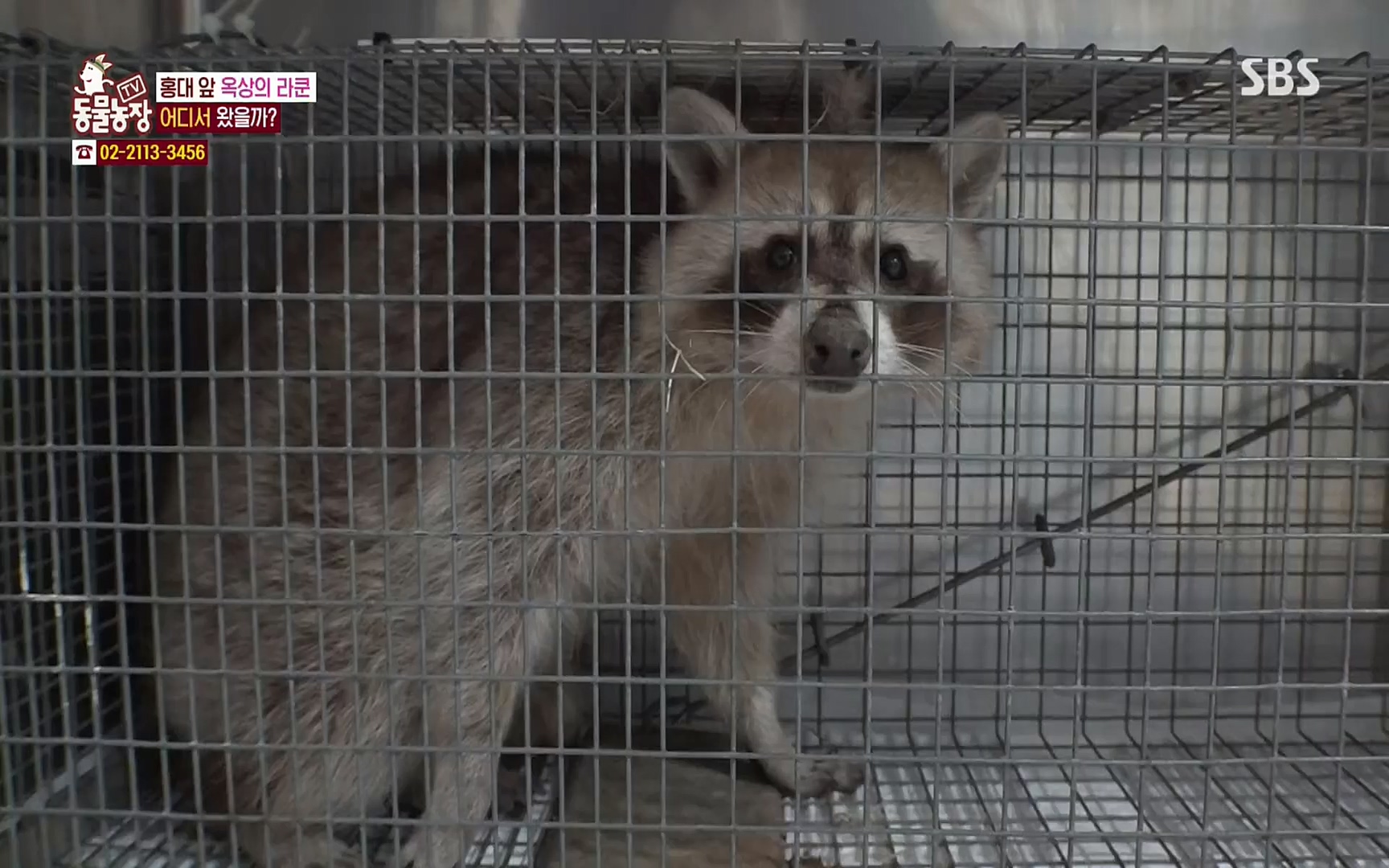 TV 동물농장.E1066.220424p.H264-F1RST.mp4_20220424_201030.071.jpg