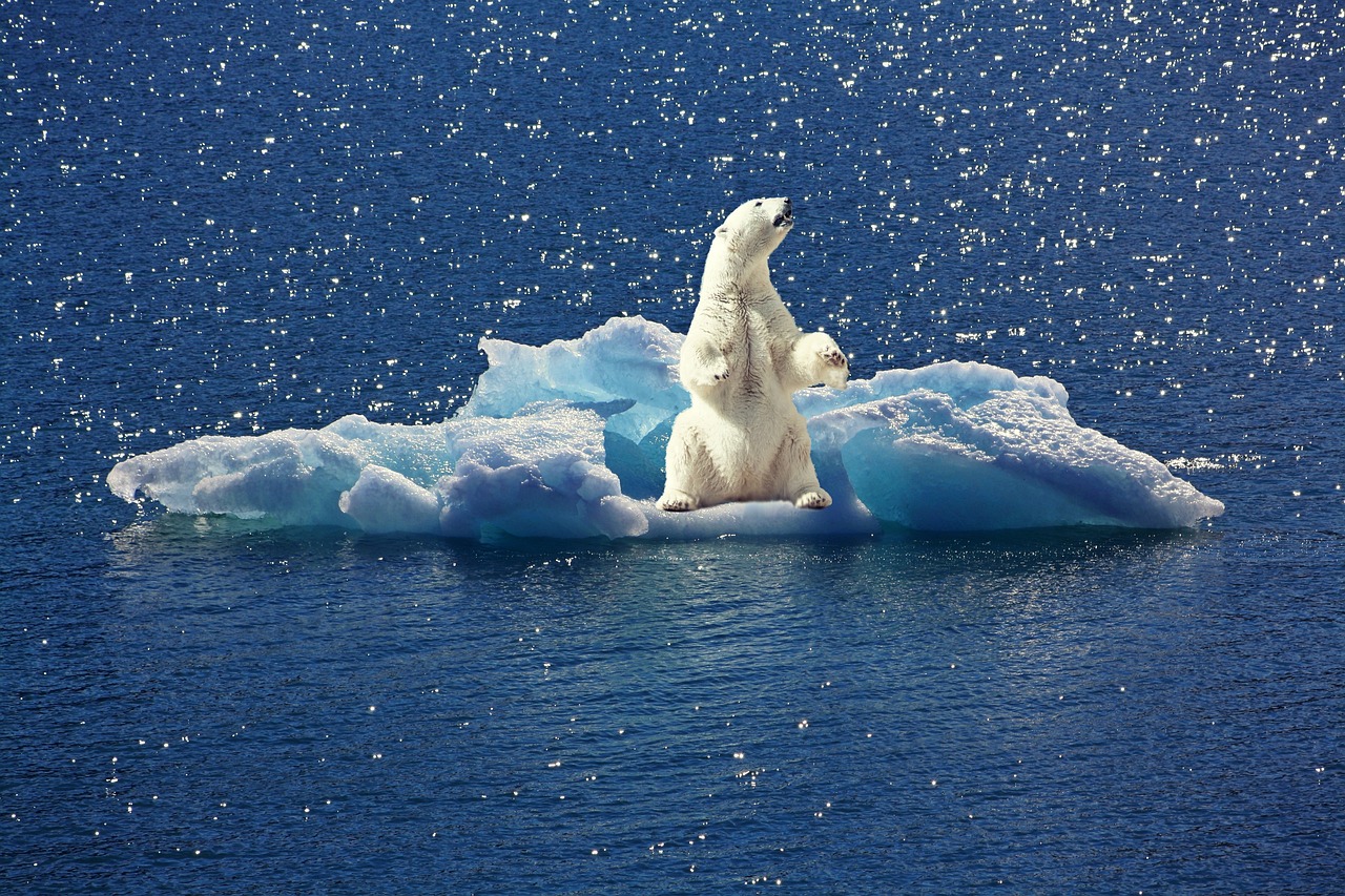 얼음이 녹아 갈 곳을 잃은 북극곰의 모습