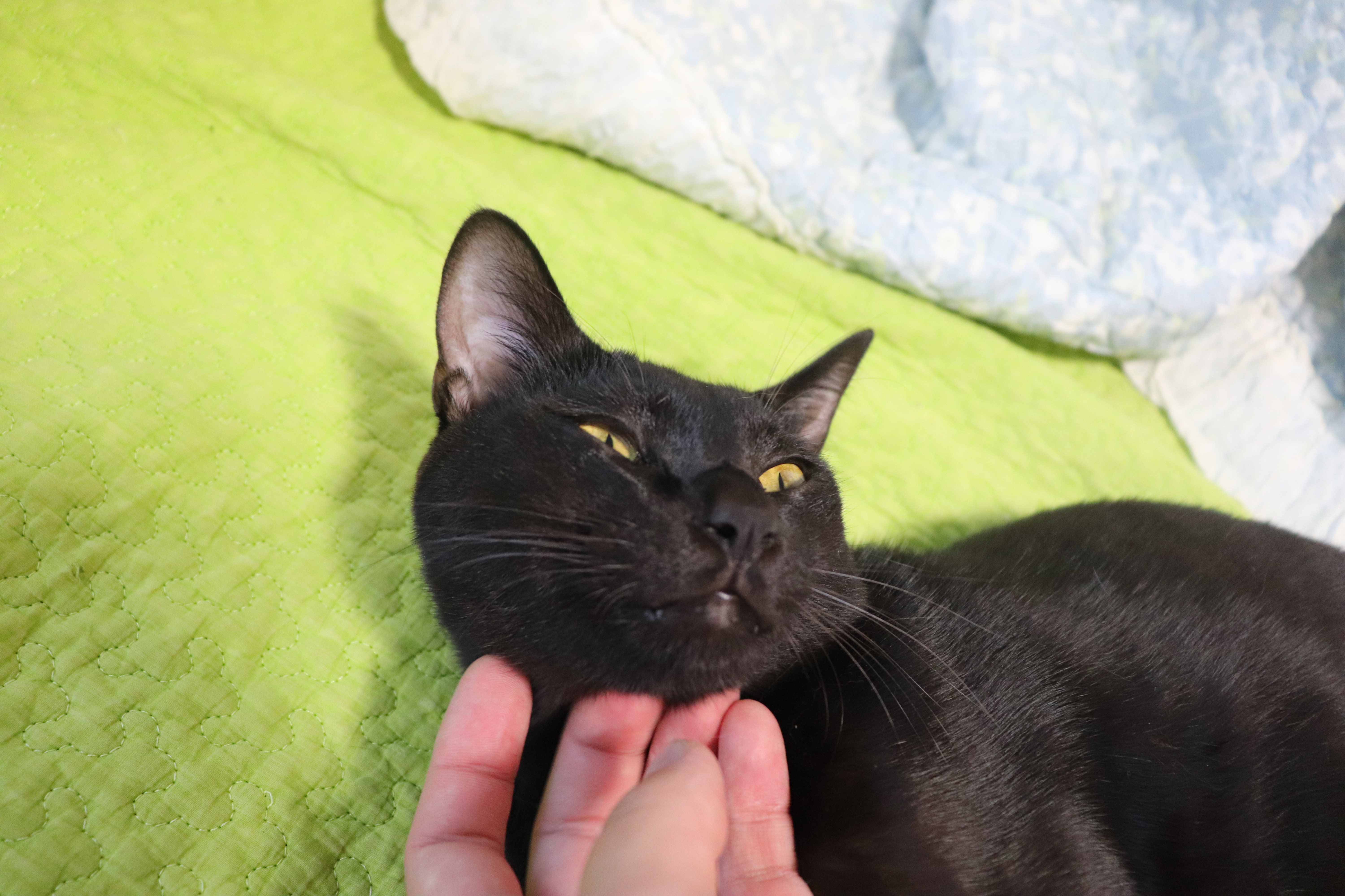  고양이 만져도 되는, 안되는 부위,  고양이 만질 때 주의점, 고양이 만지면 좋아하는 부위, 싫어하는 부위, 쓰다듬기