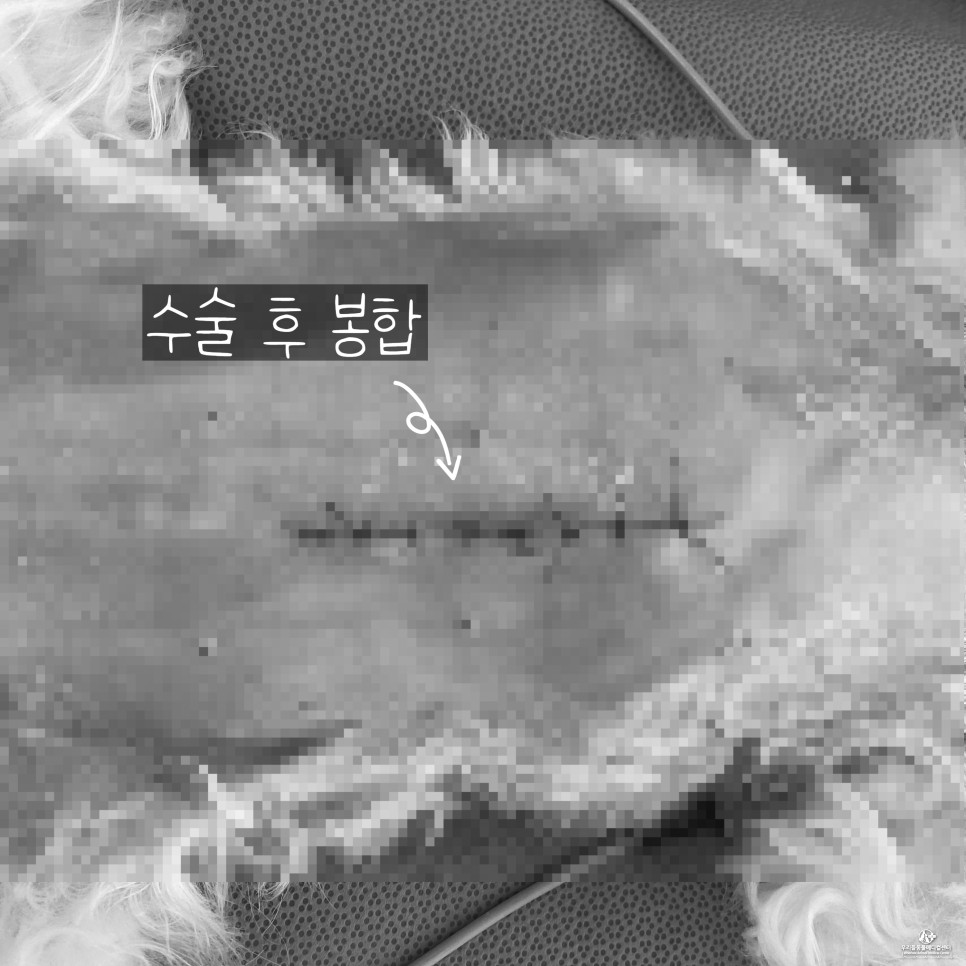 수술 후 마시티닙 항암치료 13살 노령견 강아지 위암 2