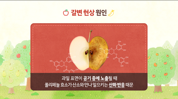  사과 갈변현상 막아 봅시다