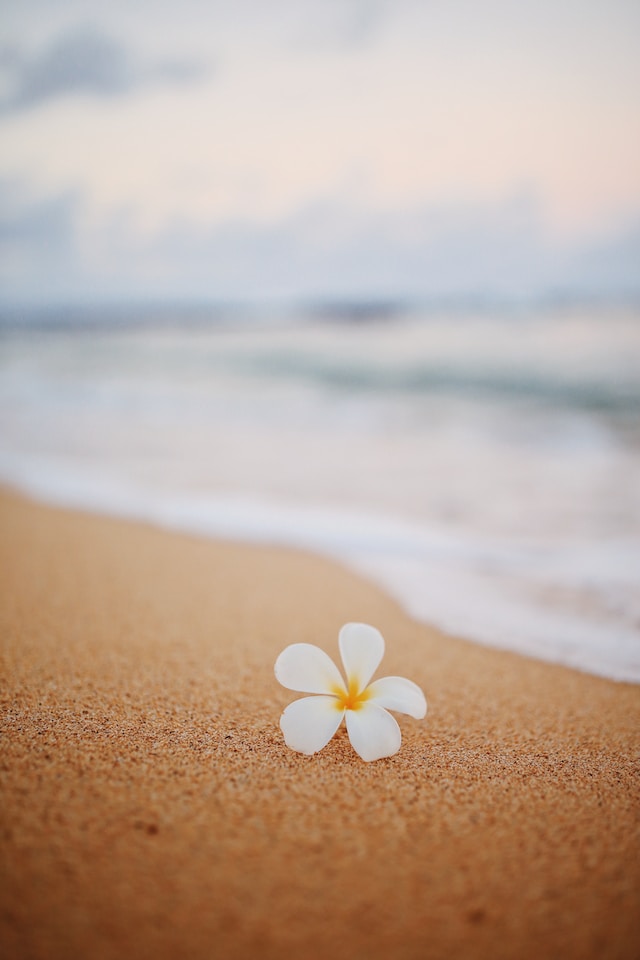 하와이 해변 꽃
