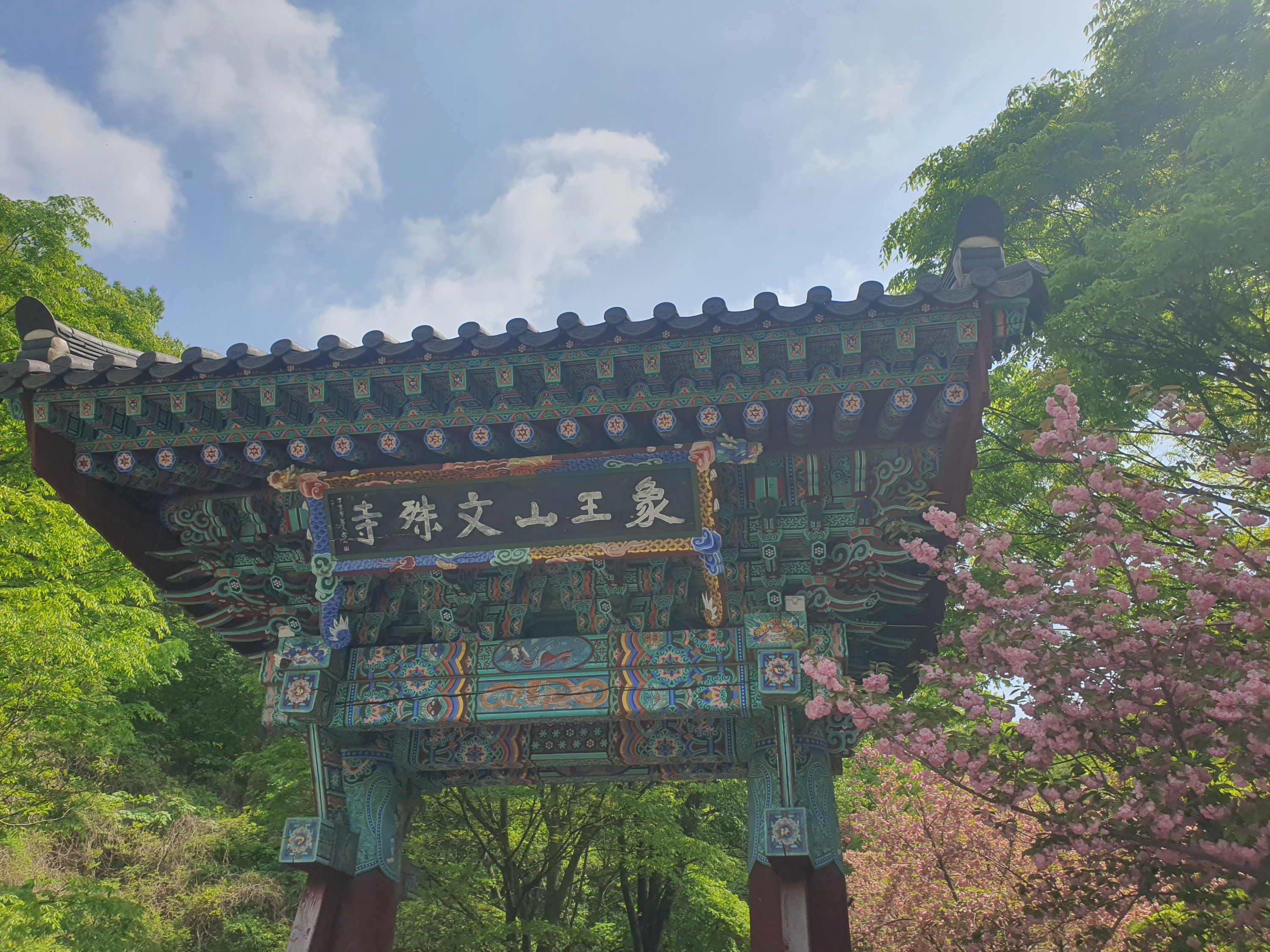 서산 문수사 겹벚꽃 명소(2024년 4월 23일)