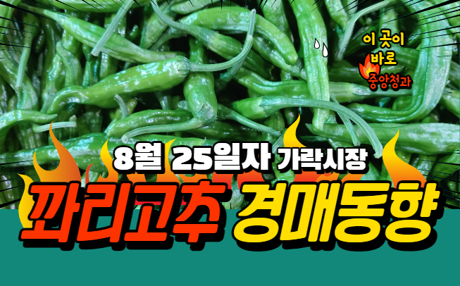  [경매사 일일보고] 8월 25일자 가락시장 꽈리고추 경매동향을 살펴보겠습니다!