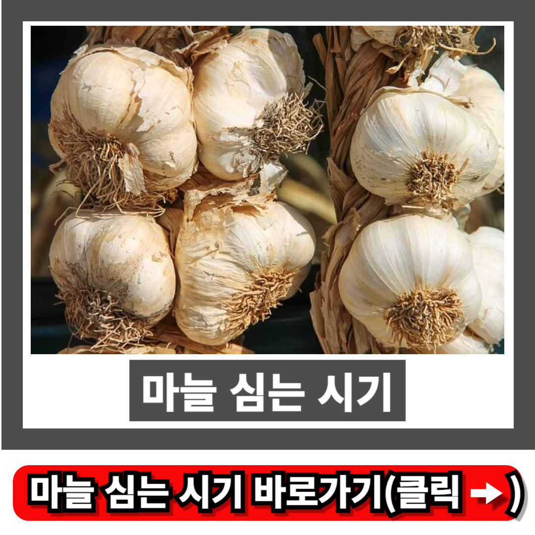 마늘 심는 시기