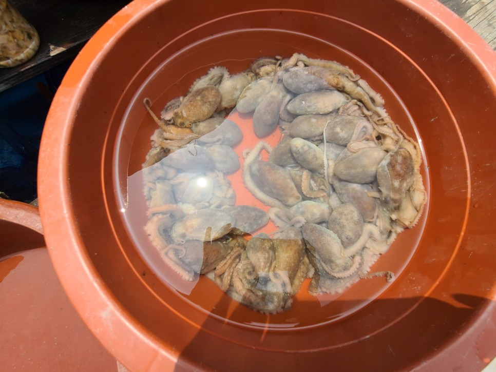 한진포구 선상횟집 당진여행 코스 10