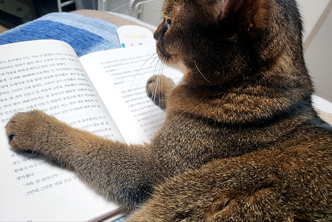 책-읽는-고양이-하나