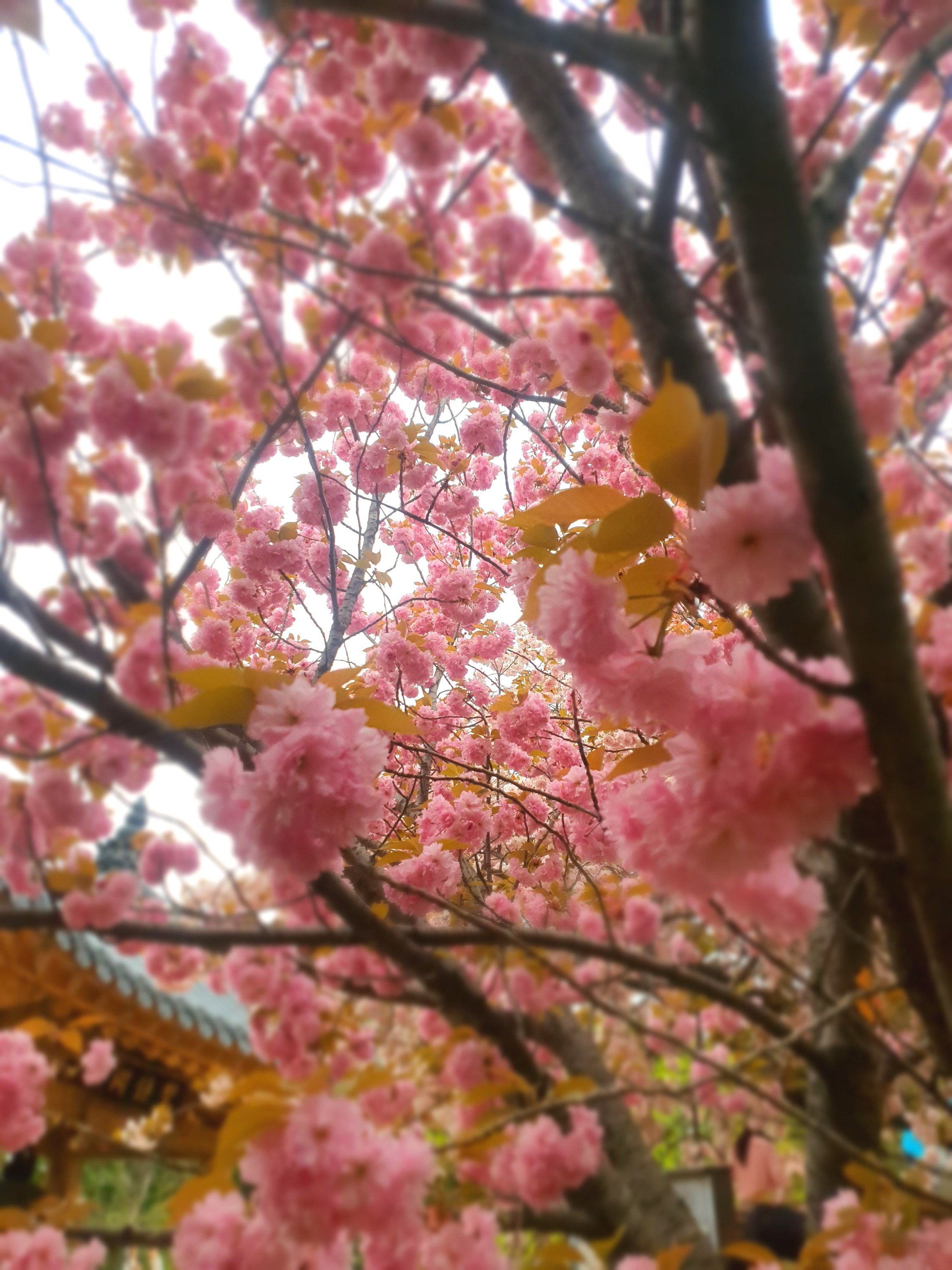 개심사 청벚꽃 겹벚꽃 왕벚꽃