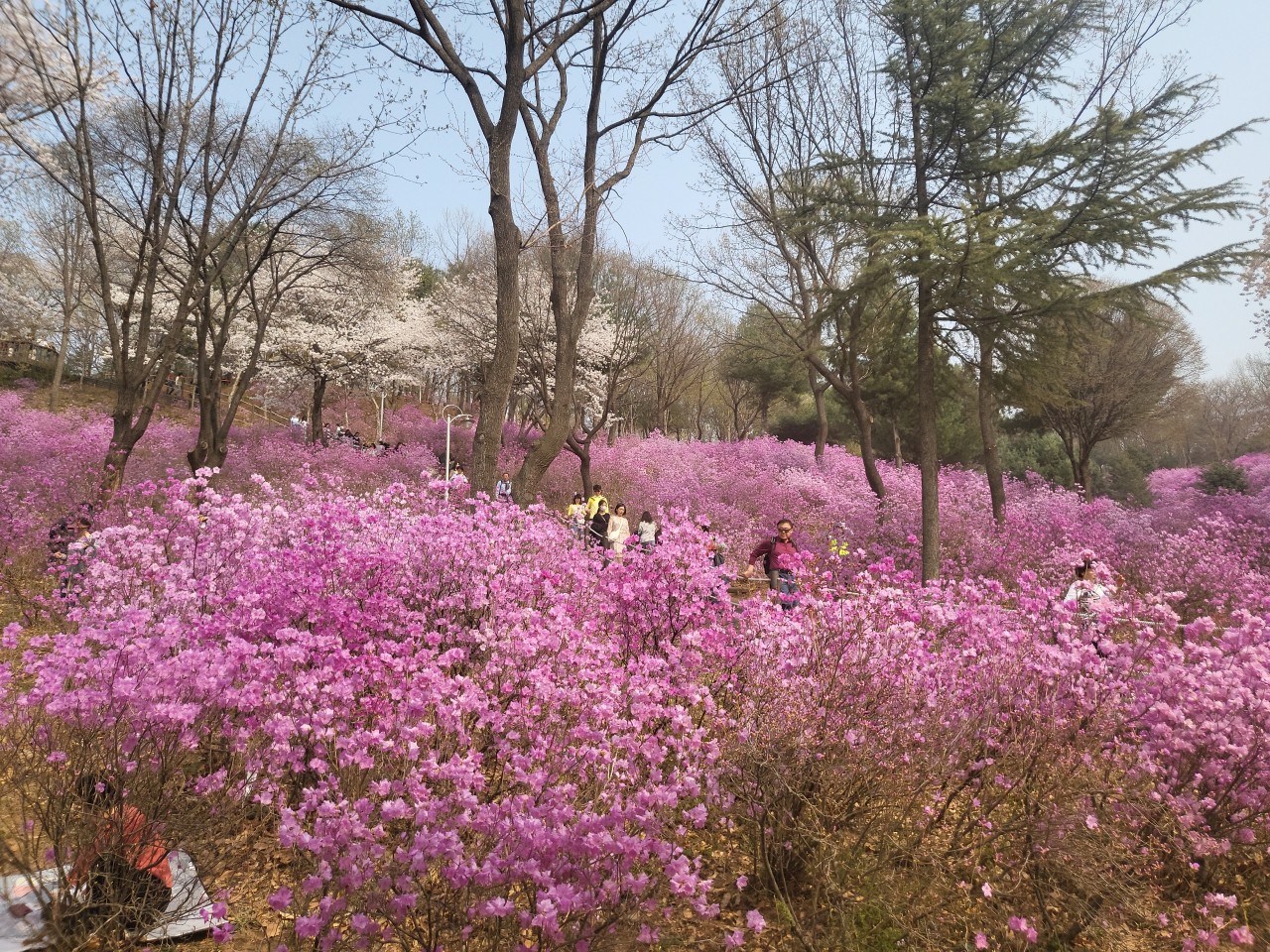 원미산 진달래 축제