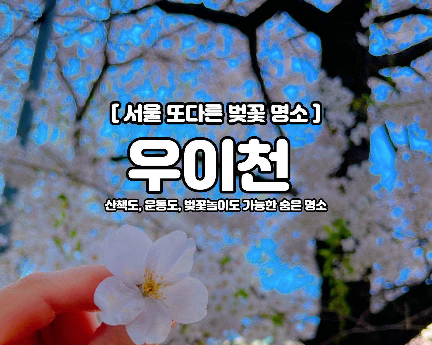 서울 꽃 구경