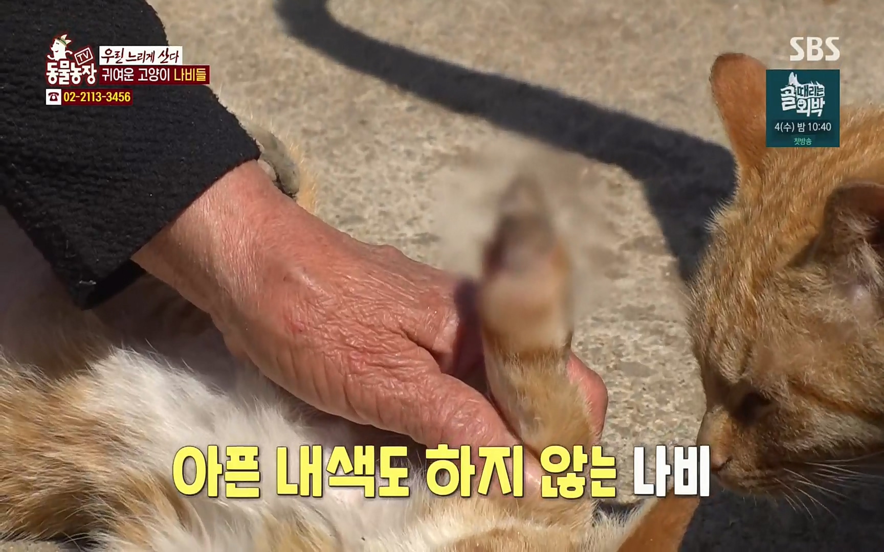 TV 동물농장.E1067.220501p.H264-F1RST.mp4_20220501_183801.038.jpg