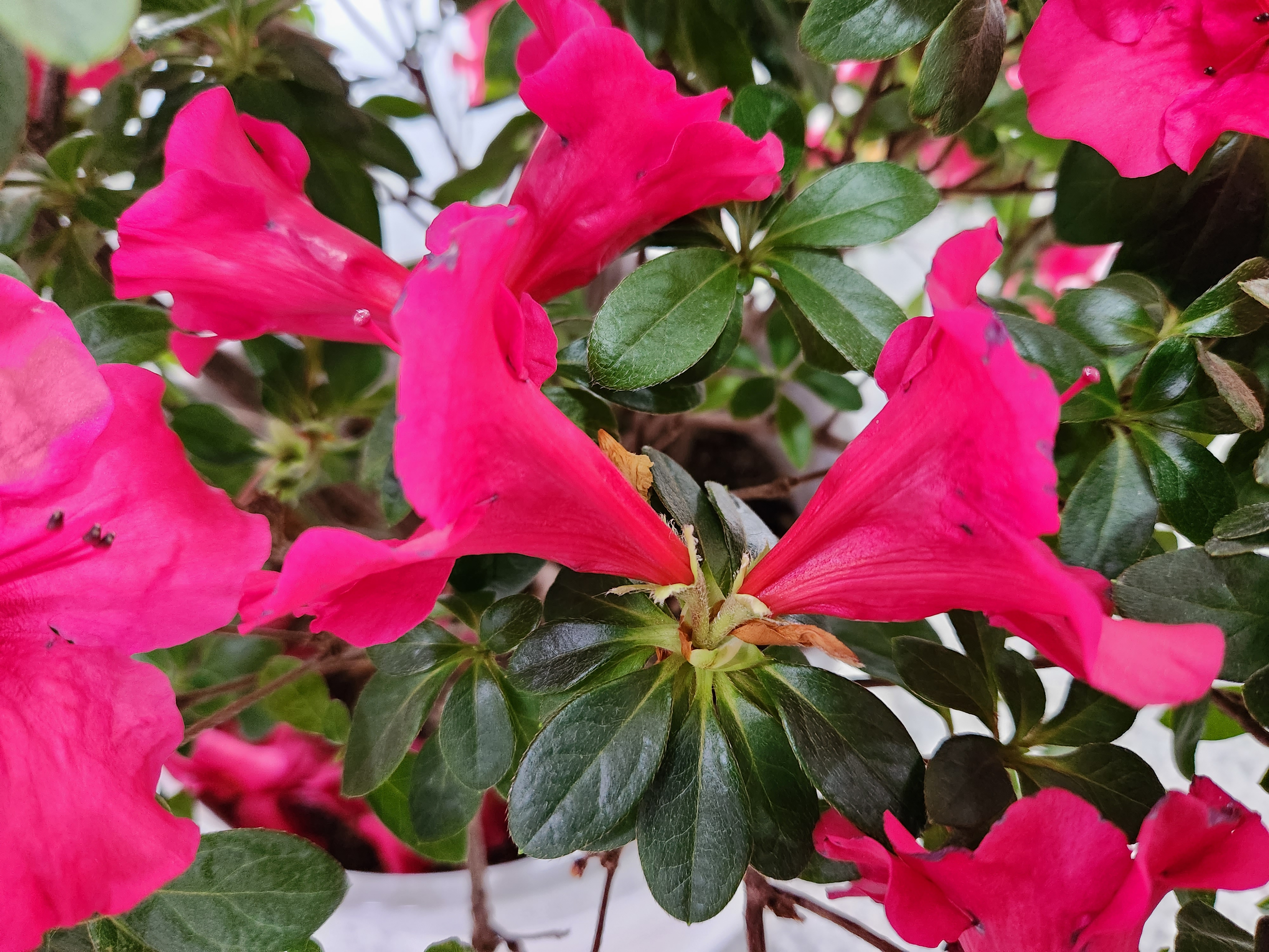 아젤리아(서양철쭉) azalea