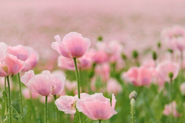 분홍색 꽃들이 피어있는 꽃밭