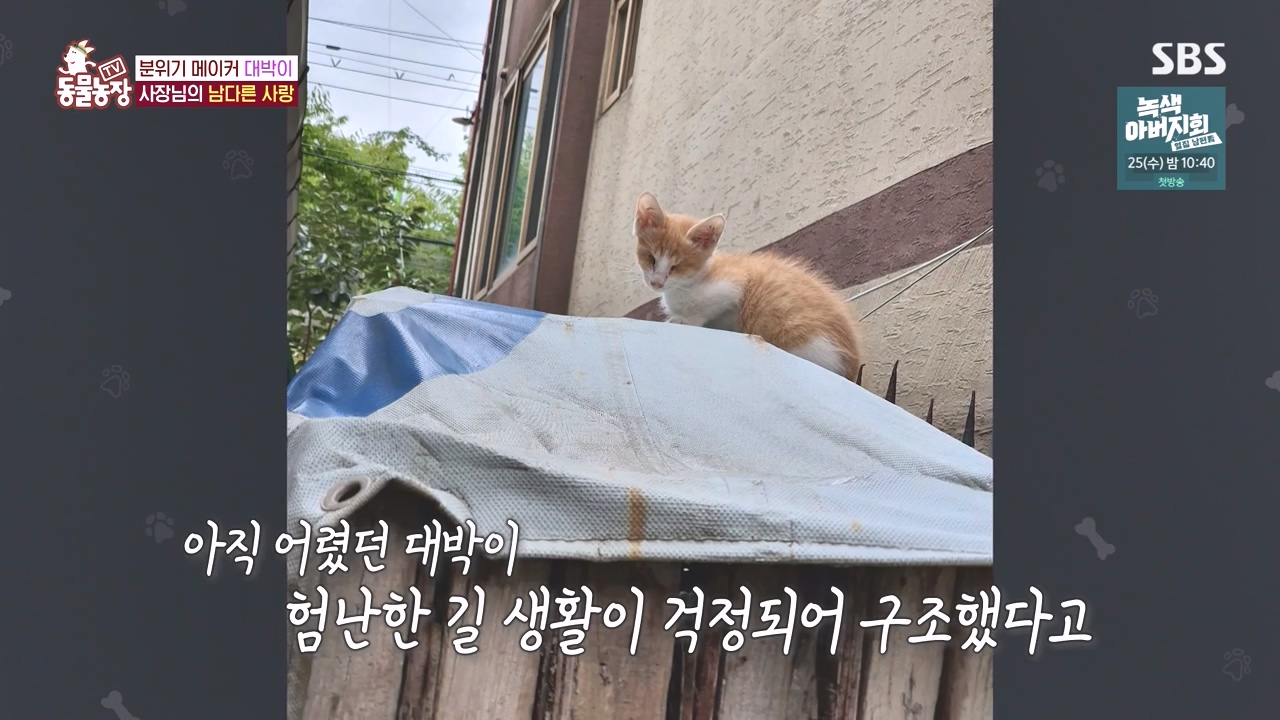 TV 동물농장.E1141.231016p-NEXT.mp4_20231015_174119.101.jpg