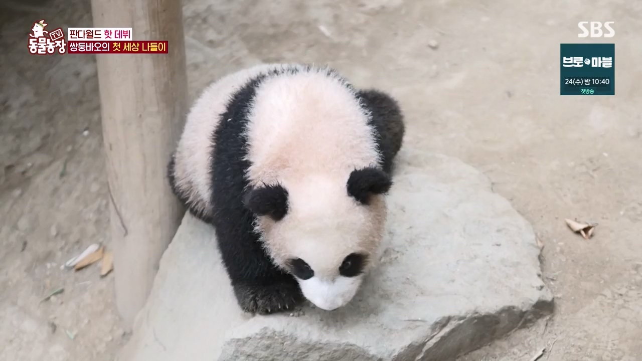 TV 동물농장.E1155.240122p-NEXT.mp4_20240121_145939.146.jpg