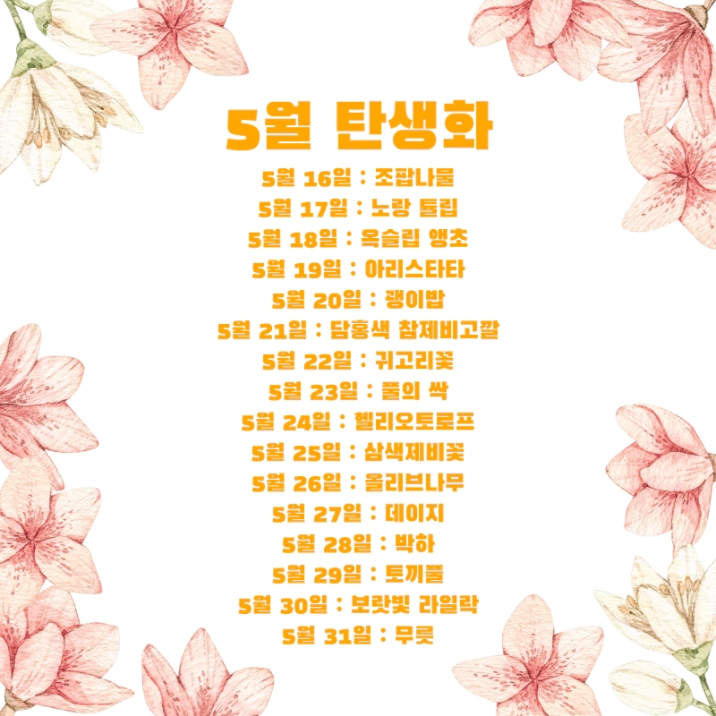 생일 축하 꽃말 5월 탄생화 (5월 1일-31일 날짜별 생일 꽃)