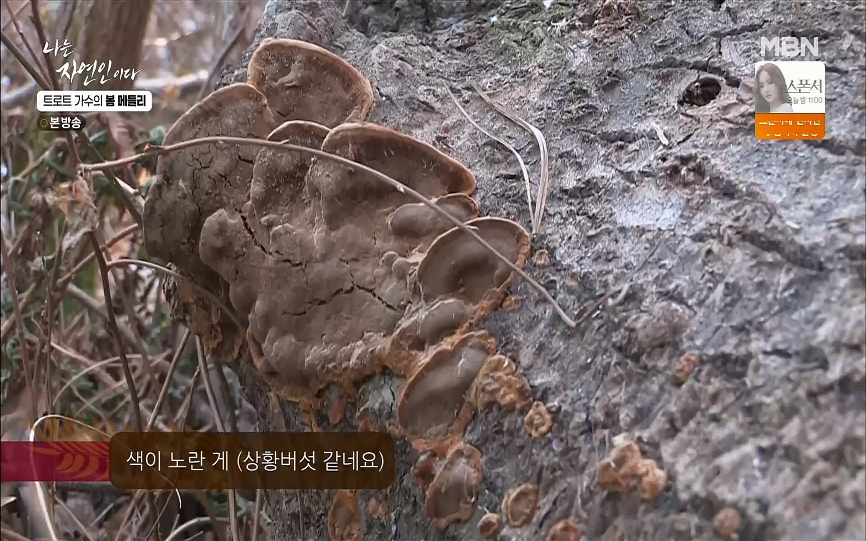 나는 자연인이다.E494.220323p.H264-F1RST.mp4_20220324_182042.588.jpg