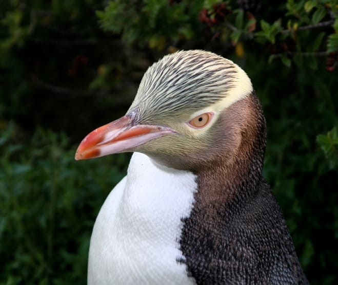 노란눈펭귄 (Yellow-eyed Penguin)