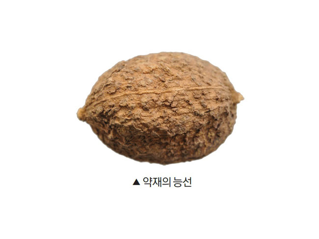  2024 양춘사 추출물(陽春砂), 구입, 구매, 주요 성분과 기능성, 일일 섭취량, 주의사항 #1