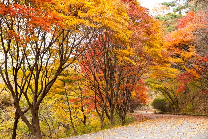 무등산 단풍