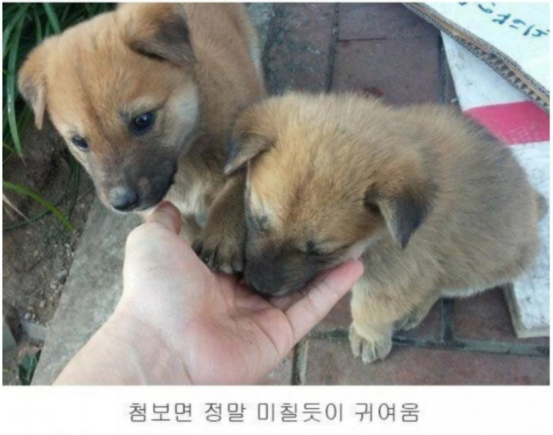 시골 댕댕이 특징