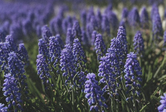 4월-4월에-피는-꽃-봄-종류-특징-꽃말-히아신스