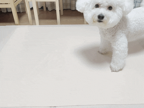 강아지 배변판 강아지 배변판, 21