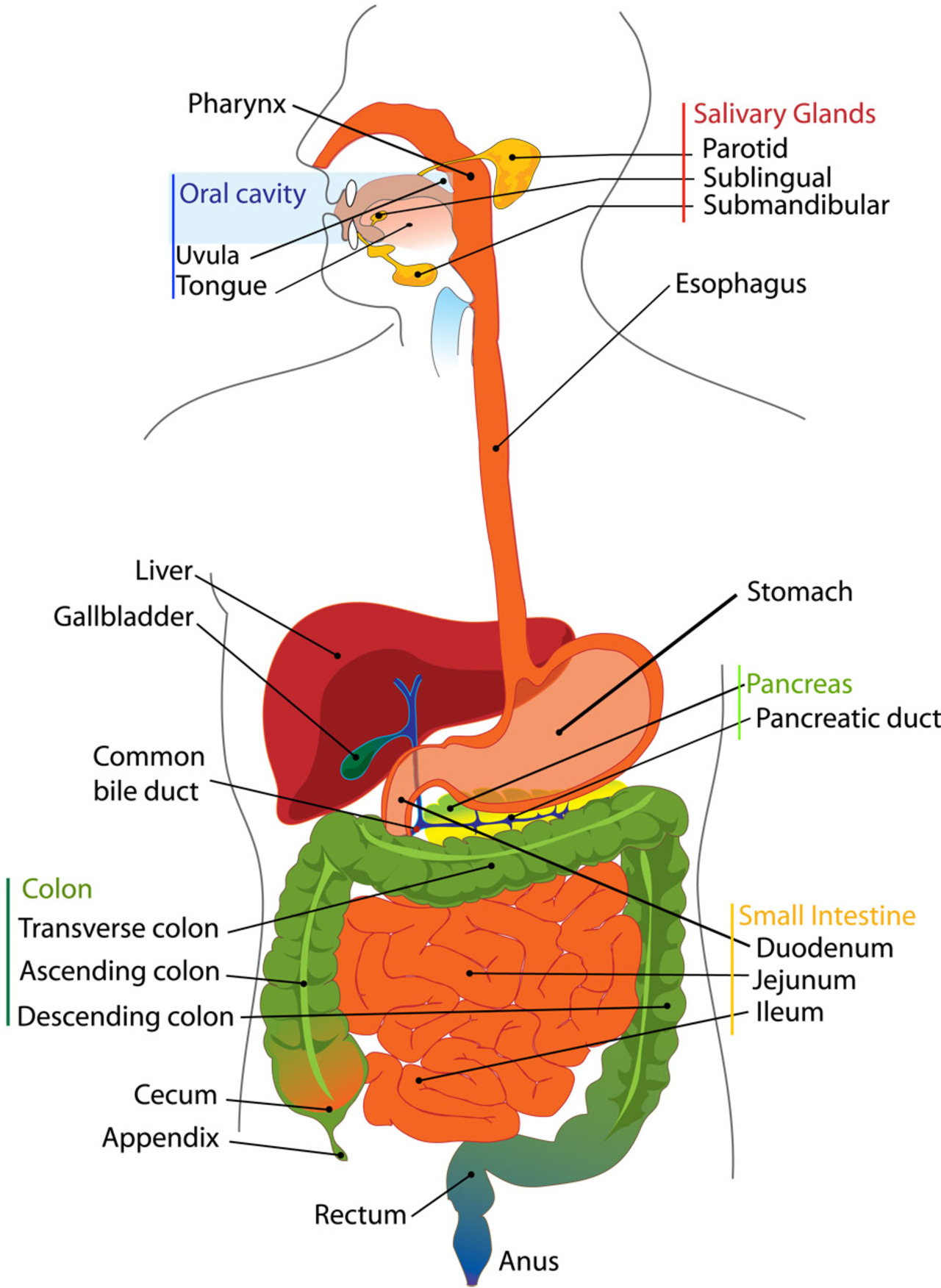 2. Anatomy & Physiology - Gastrointestinal System