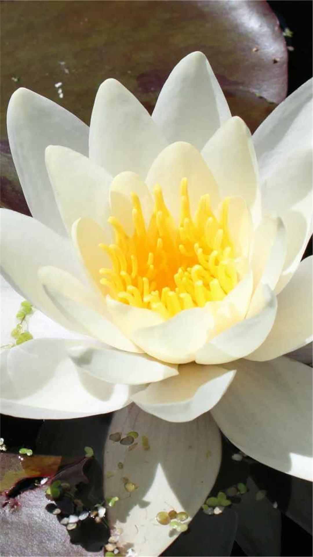 Lotus Flower iPhone Wallpaper