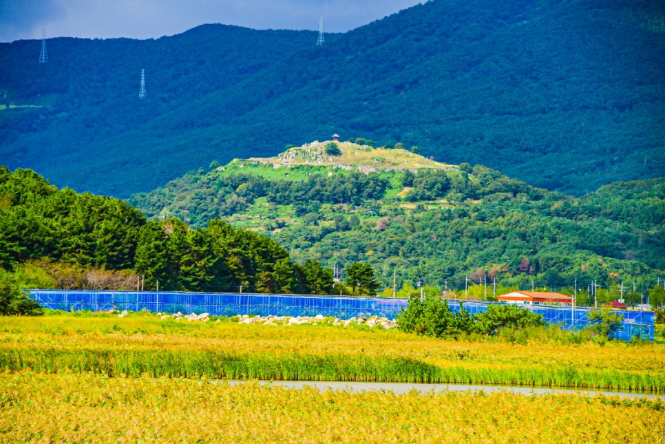 거제 오수마을 갈대밭 가을이 찾아온 21