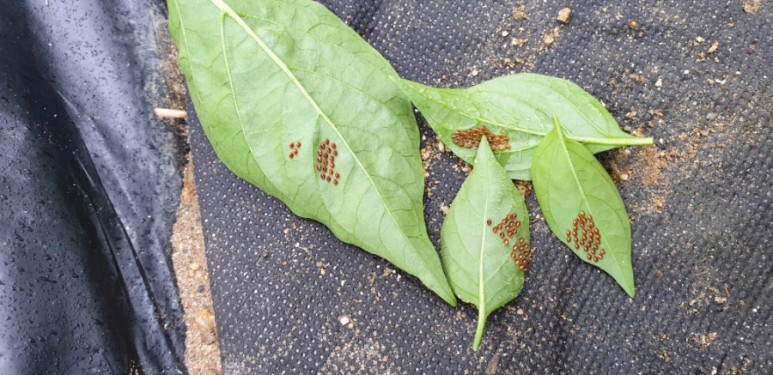 고추 ...모두싹 살포 물에 잠긴 17