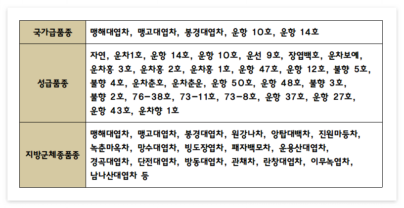 보이차나무 품종