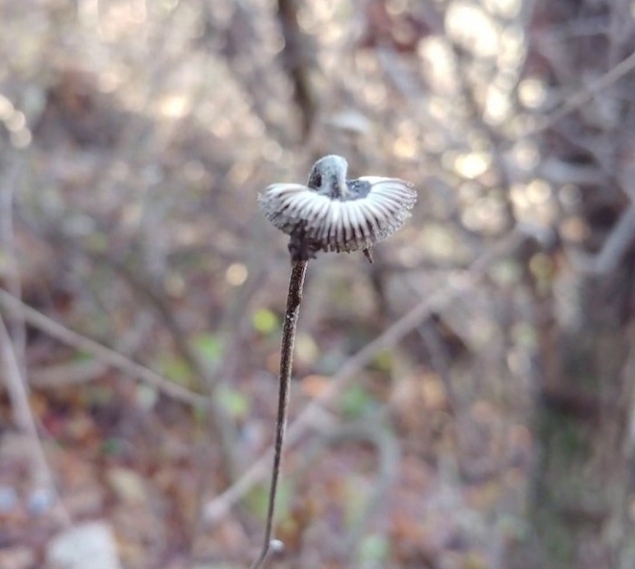 담배풀씨