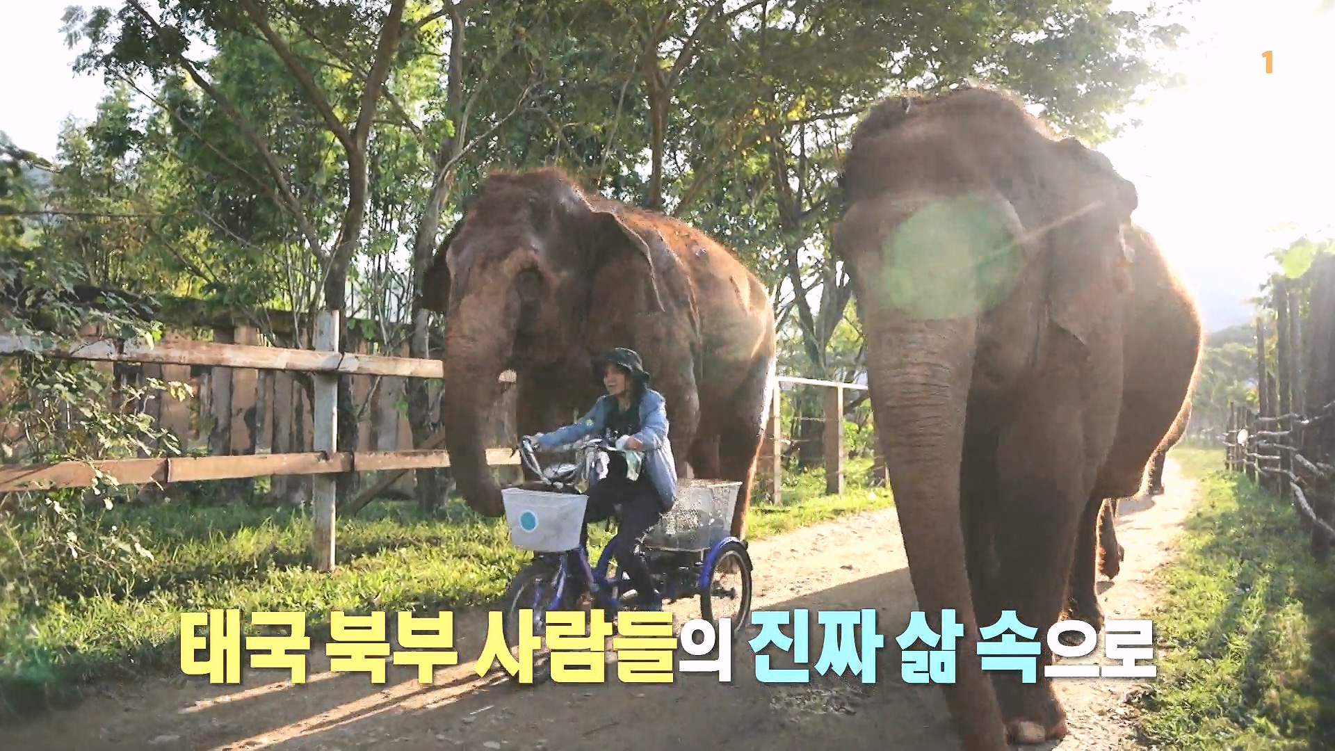 세계테마기행 240219 태국 북부 인생길 기행 -이보다 즐거울 수가!0p.mp4_20240803_160043.078.jpg
