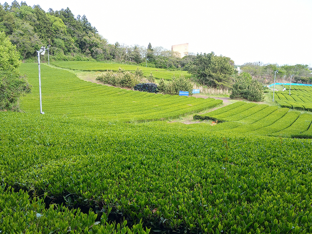 올레길 14-1코스: 오설록 녹차밭