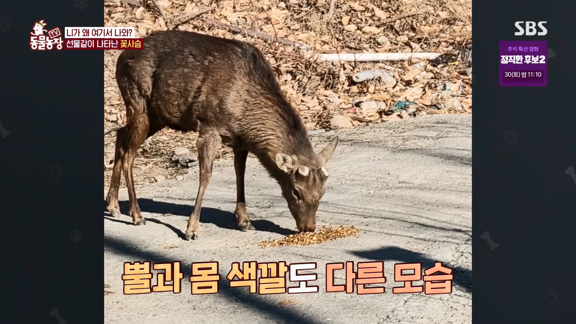 TV 동물농장.E1139.230924p.H264-F1RST.mp4_20230924_172346.641.jpg