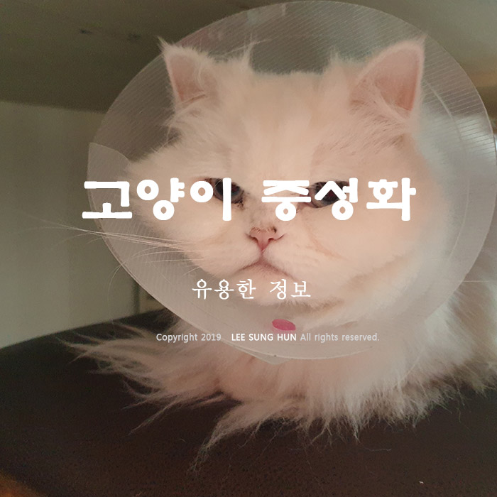  고양이 중성화 수술 이후 성격 변화 그리고 가격까지 알아봤습니다.