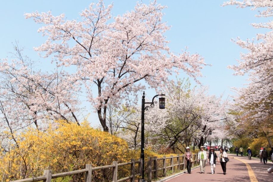 사람들이-벚꽃을-보며-산책하고-있다