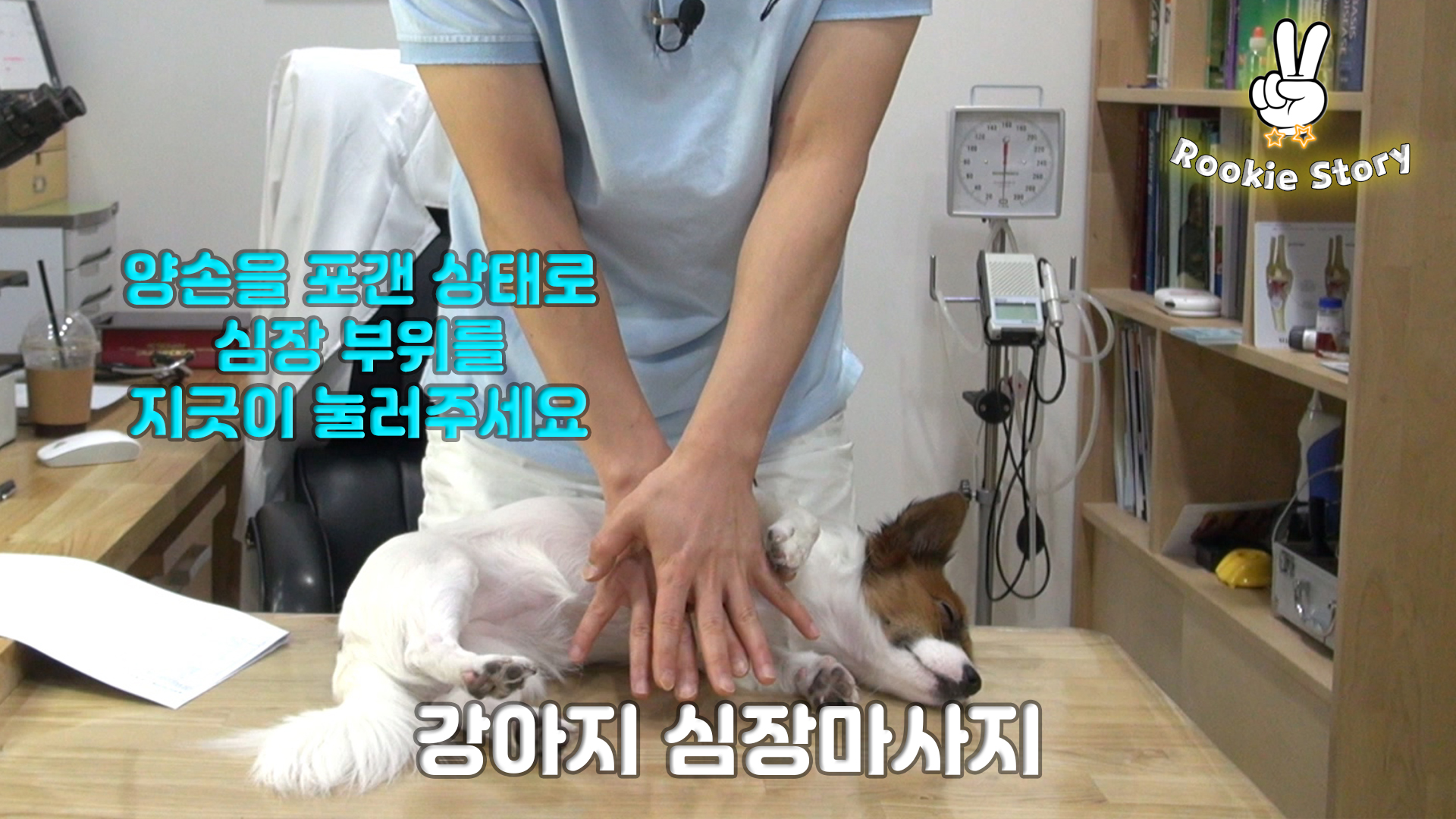  강아지 인공호흡 심장마사지 응급처치 방법