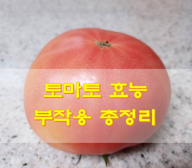  토마토 효능 부작용 총정리