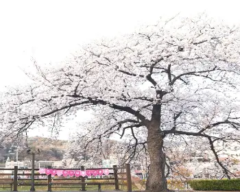 정읍 벚꽃축제_6