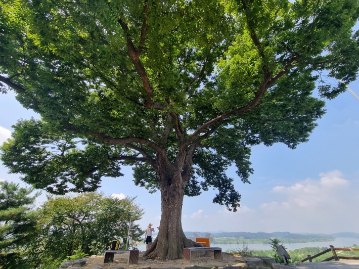 느티나무