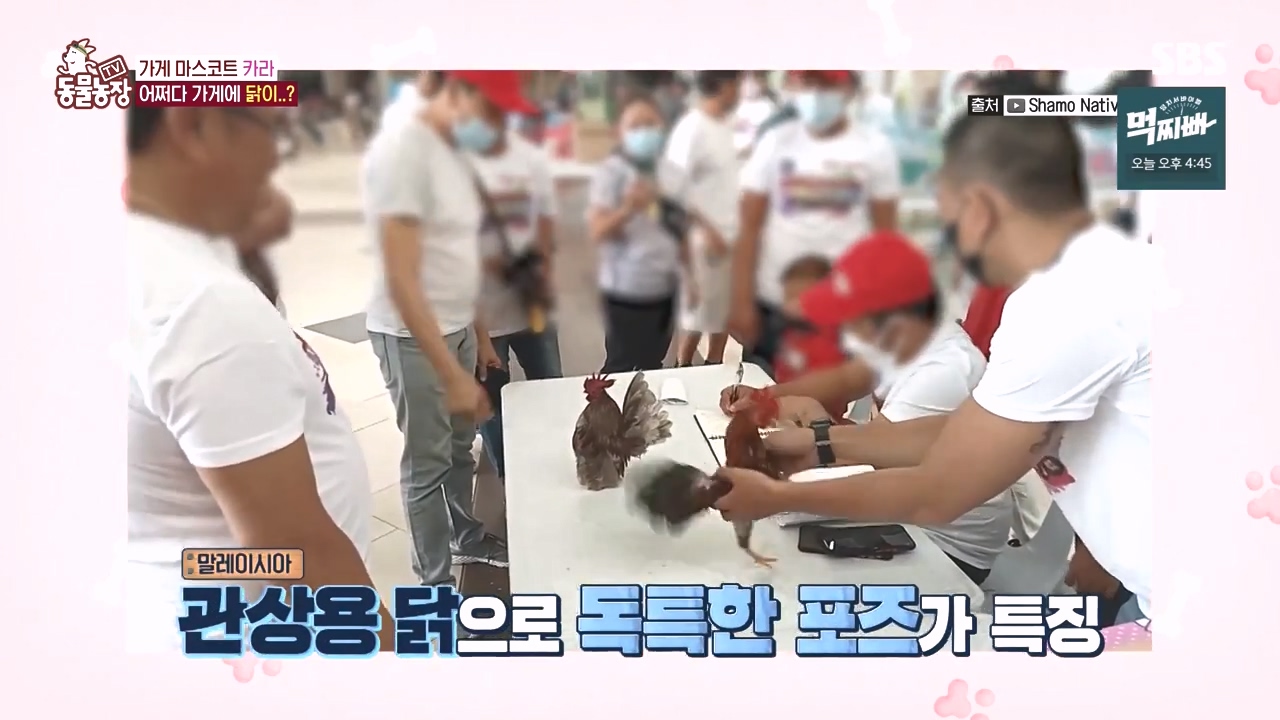 TV 동물농장.E1141.231016p-NEXT.mp4_20231015_172953.507.jpg