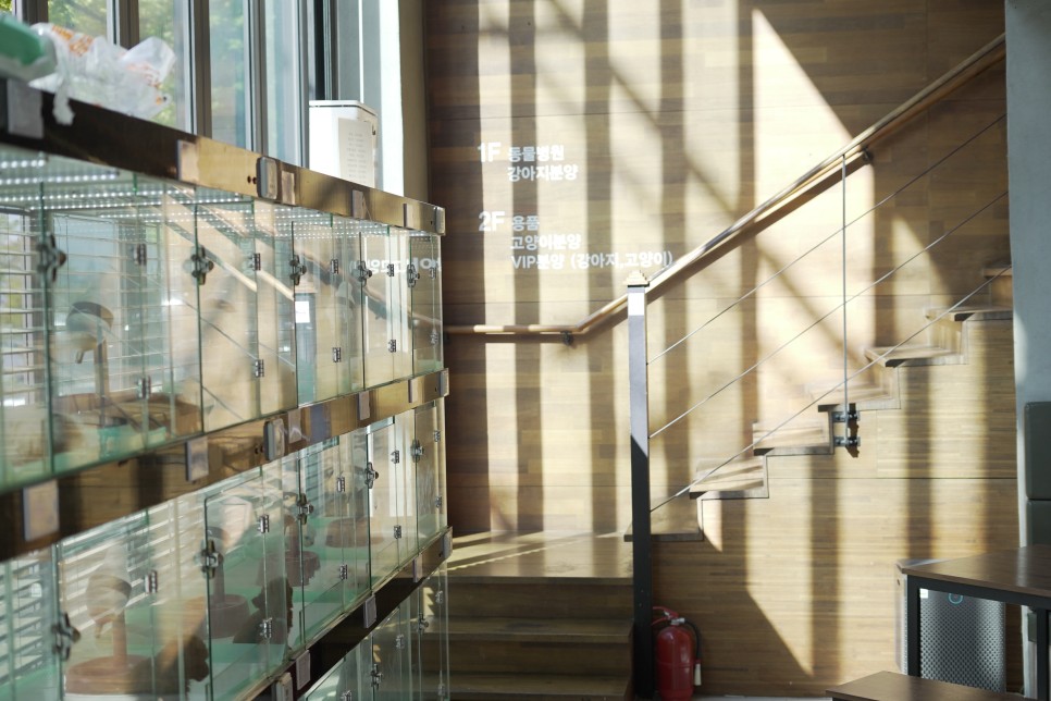 놀라운 외모 일산 강아지 분양 셀포메라니안 3